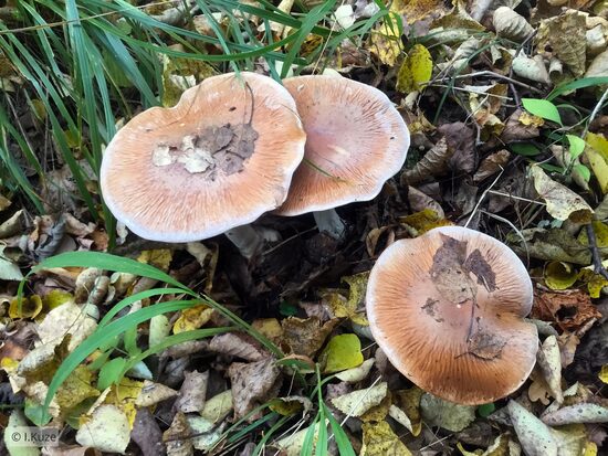 Cortinarius praestans